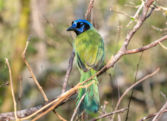 Wall Mural - green jay perched in a texas thicket