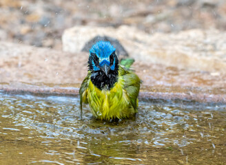 Poster - Splashing Green Jay