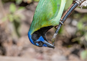 Wall Mural - upside down green jay getting a drink