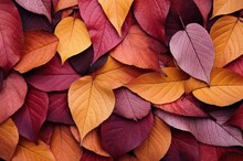 Hojas De árboles En Otoño Con Variedad De Colores Anaranjados, Violetas Y Marrones