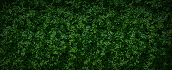 Wall Mural - Green leaves for background