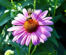 The Bee On The Pink Coneflower In The Garden.