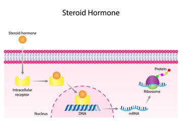 Steroid hormones mechanism of action. Steroids Bind to an intracellular receptor. Hormone-receptor complex activate gene transcription in the nucleus, followed by protein synthesis. Vector diagram