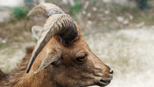 Close Up Mountain Goat, Horn, Wildlife Photography