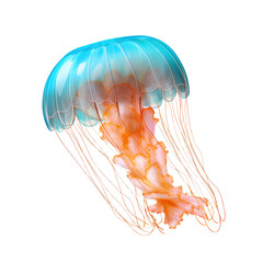 jelly fish on transparent background