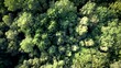 Flug über einen Wald, Natur, Grün, Drohnenflug, Landschaft
