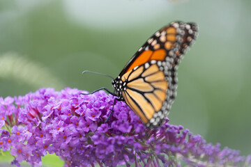 Sticker - monarch butterfly gathering nectar from a purple flower