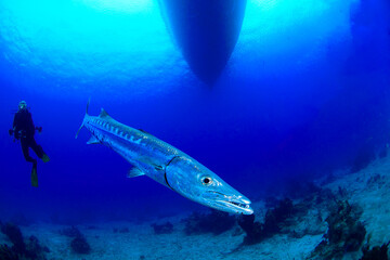 Wall Mural - A barracuda with a diver under the boat