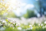 Fototapeta Natura - Beautiful blurred spring background nature with blooming