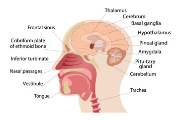 Longitudinal section of the brain, nose. Human anatomy. medical poster