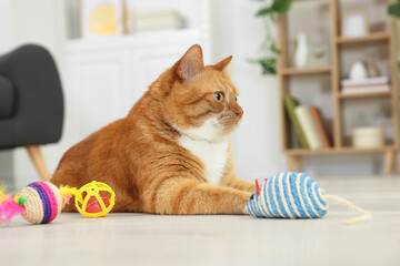 Wall Mural - Cute ginger cat playing with toys at home