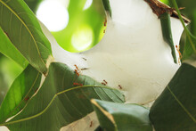 Red Fire Ants Building Nest. Ant Nest With Leaf On Mango Tree. Close Up Of Inside Ant's Nest Made From Green Leaf With Blurred Background.