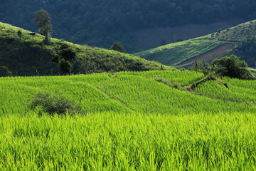 Beautiful scenery of Ban pa pong piang rice terraces. Rice fields on a hill with view of mount at Mae Chem of Chiang Mai. beautiful rice terraces in Thailand