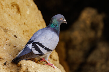 Wall Mural - Felsentaube (Columba livia)