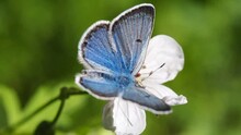 Greenish Blue Butterfly Butterfly Footage