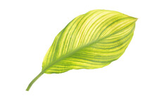 Beautiful Canna Lily Leaves, Canna Lily, India Short Plant Or Canna Indica L. Close-up Of Yellow And Green Leaves With Stripe Texture Isolated On White Background With Clipping Path. 