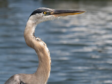Close Up Of The Head And Long Neck Of A Great Blue Heron Photographed In Profile Facing Right