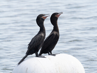 Wall Mural - Pair of Double-Crested Cormorants Perched on a White Buoy