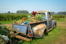 Old Rusty Truck Filled With Colorful Flowers