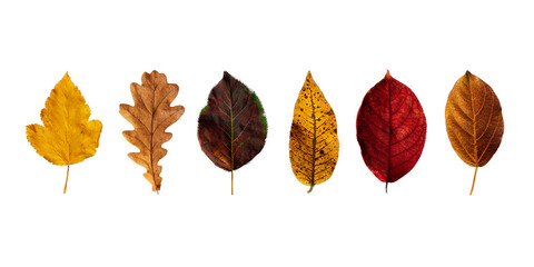 Autumn colorful collection of leaves isolated on a white  or invisible png background