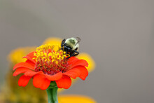 Close Up View Of Bumble Bee On A Red Zinnia Flower With Shallow Depth Of Field.