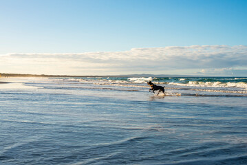 Wall Mural - Dog playing with stick at the beach