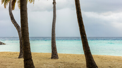 Coconut palms at a tropical peaceful beach on a sunny day contrast with blue ocean and sky