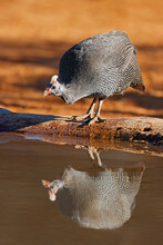 A Helmeted Guineafowl (Numida Meleagris) Drinking Water, South Africa.