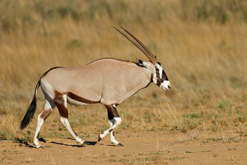 Wall Mural - a gemsbok antelope (oryx gazella) walking in natural habitat, kalahari desert, south africa.