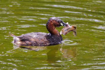 Wall Mural - Zwergtaucher (Tachybaptus ruficollis) bearbeitet einen Krebs