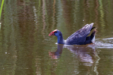 Wall Mural - Purpurhuhn (Porphyrio porphyrio)