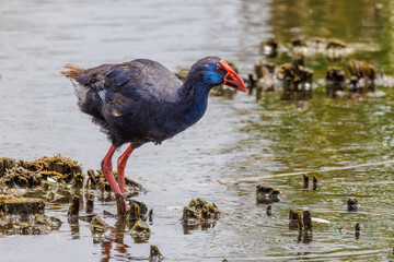 Wall Mural - Purpurhuhn (Porphyrio porphyrio)