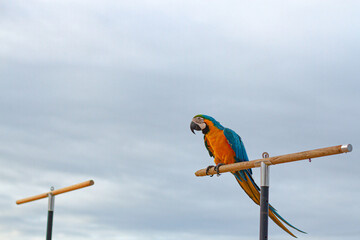 A cockatoo that perches on a tree, a free-flying bird.