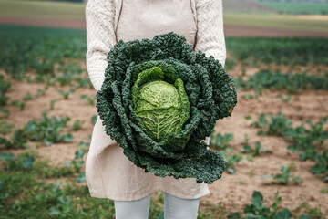 Wall Mural - Woman farmer holding big kale cabbage at agricultural field. Farming and harvesting leaf vegetable in autumn