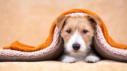 Wall Mural - Face of furry happy dog puppy with towel after bath,  pet grooming banner