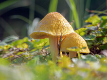 Yellow Pleated Parasol Also Known As Plantpot Dapperling. Park Mushroom Close-up