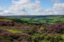 Glaisdale Moor, Glaisdale, North York Moors, North Yorkshire, England