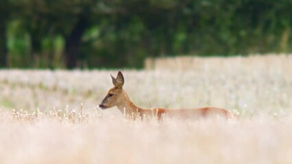 Sticker - one Roe deer doe (Capreolus capreolus) stands in a harvested field looking for a mate during the mating season