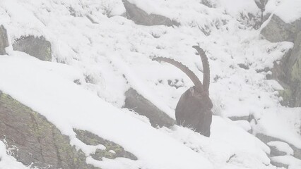 Wall Mural - Winter in the Alps, the ibex male under snowfall (Capra ibex)