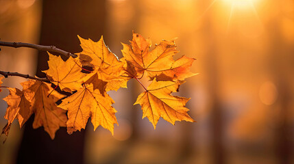 Wall Mural - Autumn leaves on the sun and blurred trees for fall background. Generative Ai