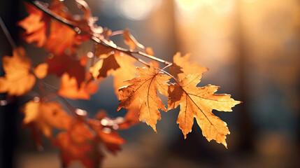 Wall Mural - Autumn leaves on the sun and blurred trees for fall background. Generative Ai