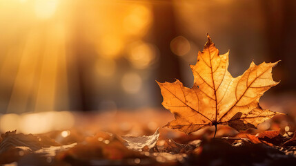 Wall Mural - Autumn leaves on the sun and blurred trees for fall background. Generative Ai