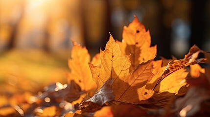 Wall Mural - Autumn leaves on the sun and blurred trees for fall background. Generative Ai