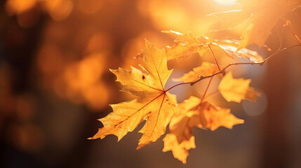 Wall Mural - Autumn leaves on the sun and blurred trees for fall background. Generative Ai