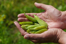 Growing Green Peas. Farmer's Hand With A Pea Pod Close-up. Eco-friendly Agriculture. A Large Plantation Of Green Peas