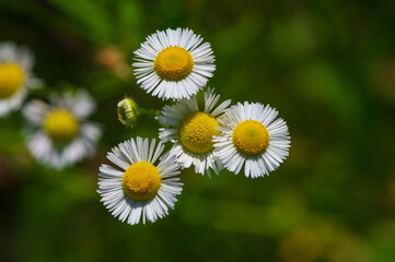 Wall Mural - Daisy flea in the meadow during the day.