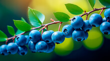 Branch Of Fresh Organic Blueberries