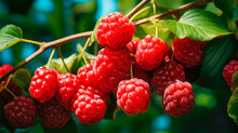 Branch Of Ripe Raspberries