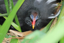Moorhen Chick Showing It’s Head From Under An Adult Moorhen On A Nest Among Reeds By The Union Canal In Edinburgh 