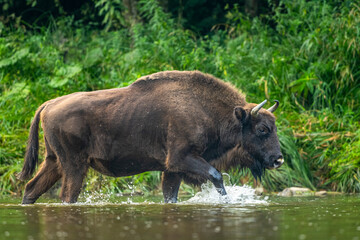 Wall Mural - The European Bison, Wisent, Bison bonasus. Wild animal in its habitat in the Bieszczady Mountains in the Carpathians, Poland.